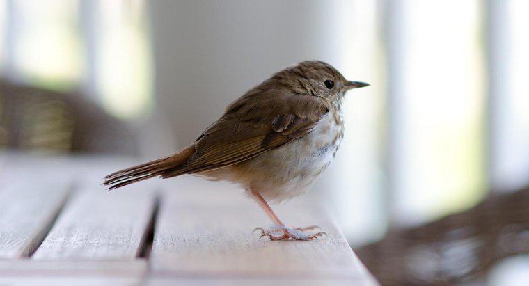 Ce înseamnă atunci când o pasăre zboară în casa ta?