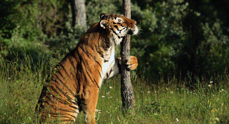Tigrii pot urca copaci?