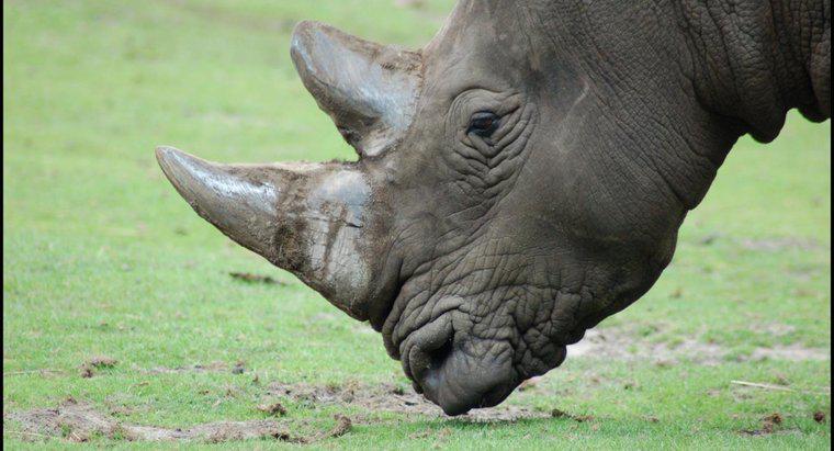 Ce mănâncă rinoceroza?
