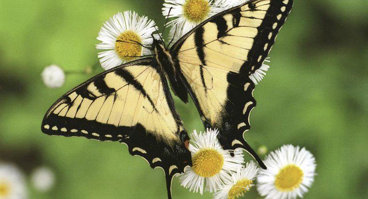 Care este durata de viata a unui fluture?