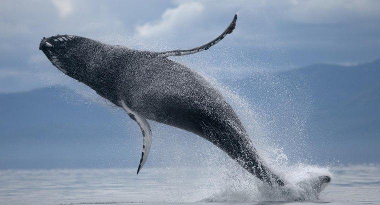 Cât de mare este stomacul unei balene?