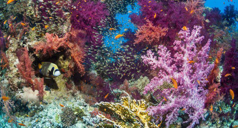 Care sunt unele factori biotici ai unui recif de corali?