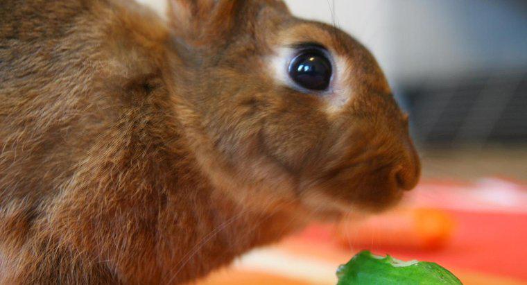 Pot iepurii mânca castraveți?