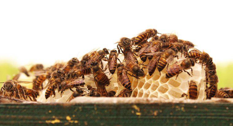 Ce este numit un grup de albine?