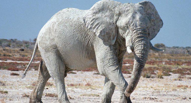 Elefanții norocului sunt un mit?