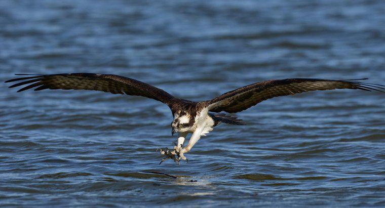 Există un astfel de lucru ca un seahawk?