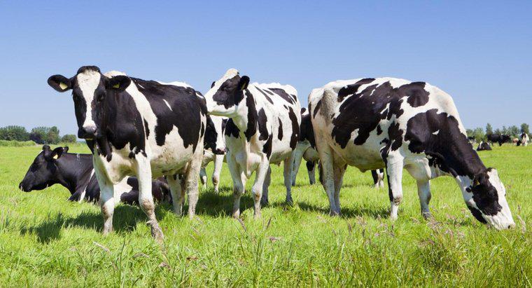 Ce este numit un grup de vaci?