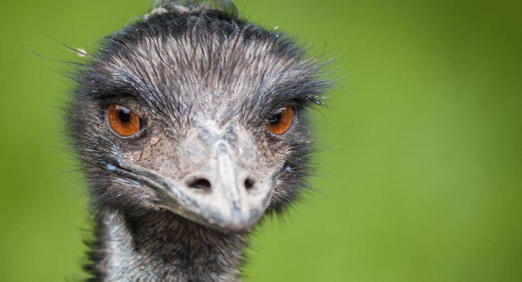Cum evacuează Emus de la prădătorii lor?