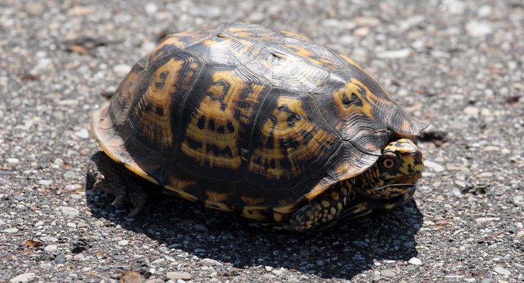 Cum se adaptează țestoase la mediul lor?