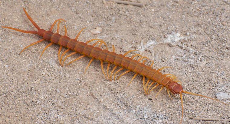 Sunt centipedes otrăvitoare?
