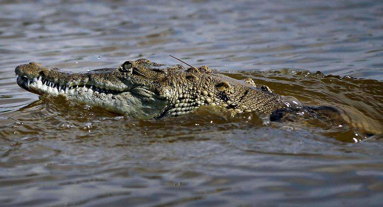 Care este nișa unui crocodil?