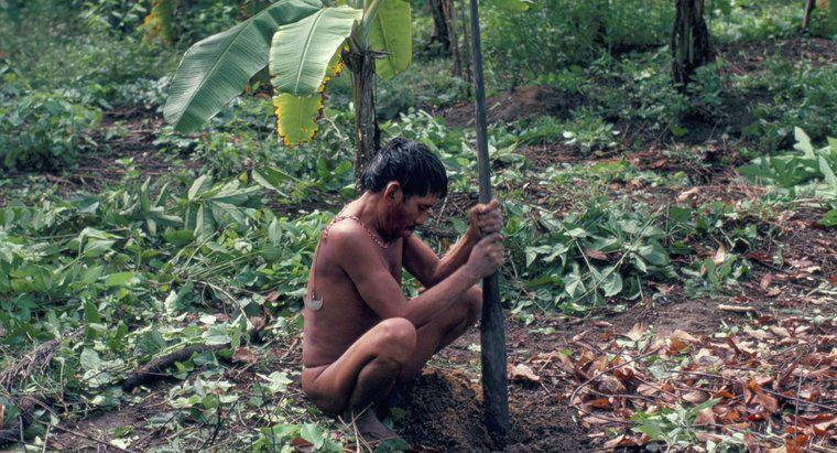 Ce mănâncă oamenii din Yanomami?