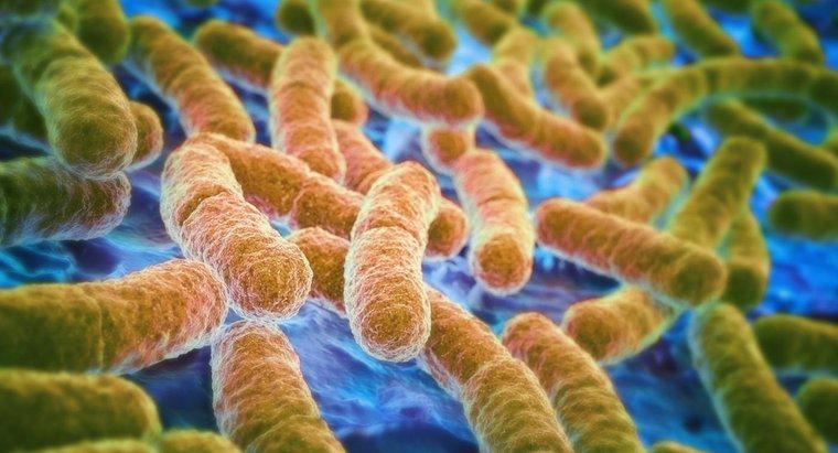 Cum tratezi o infecție a tractului urinar E. coli?