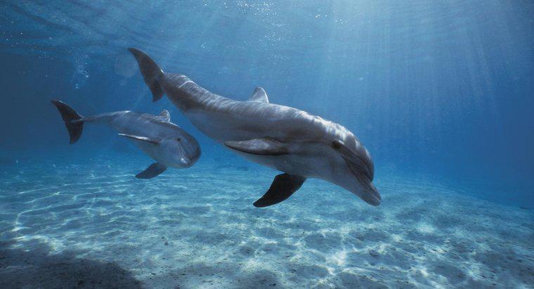 Care sunt prădătorii delfinilor?