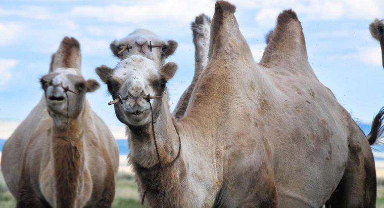 Cât de multe humps are camelul?