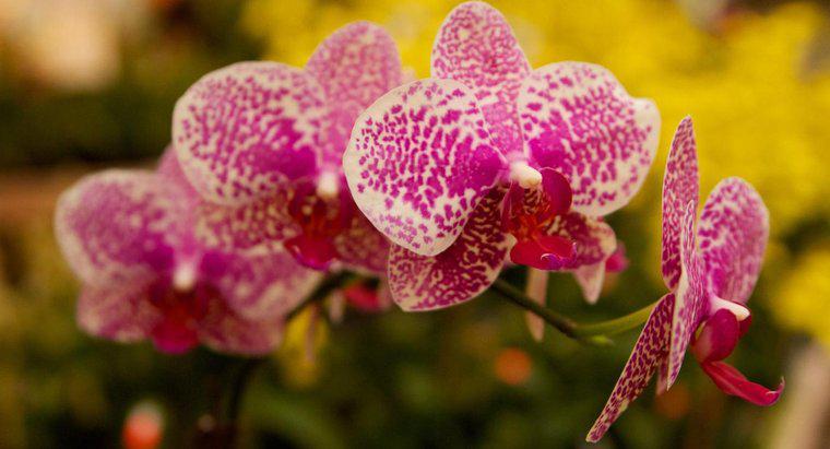 Orhideele sunt otrăvitoare pentru pisici?