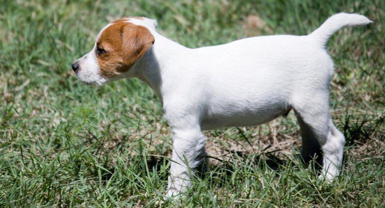 Care sunt câteva sfaturi pentru salvarea Jack Russell Terrier Puppies?
