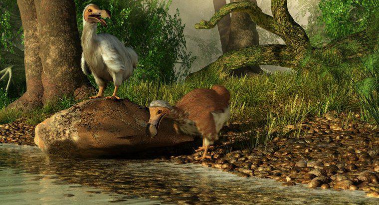 Când Dodo a devenit extinct?