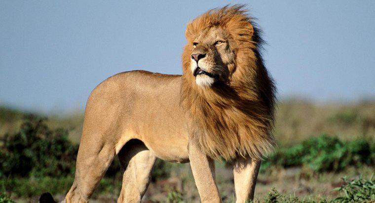 Câți leii africani sunt acolo în sălbăticie?