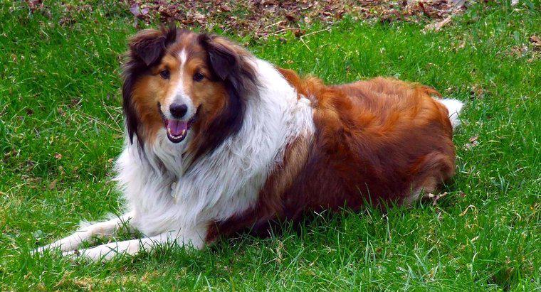 Ce rasă de câine era Lassie?