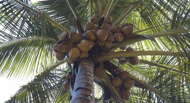 Unde cresc nuca de cocos?