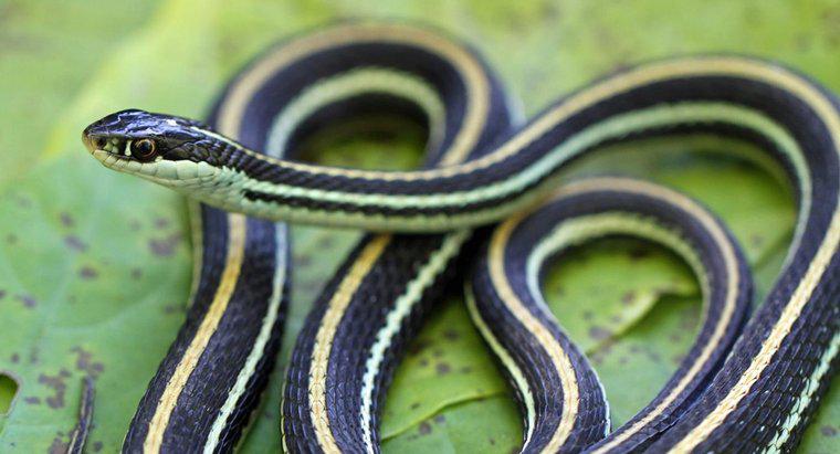 Cum se adaptează șerpii la mediul lor?