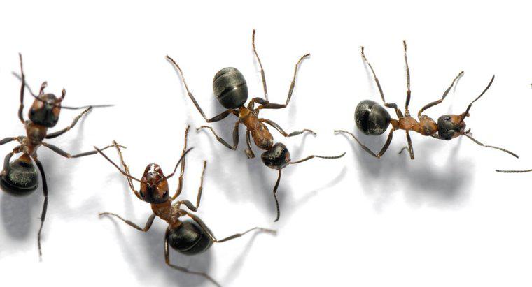 Ce numiți un grup de furnici?