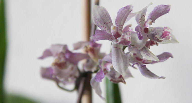 Cât durează o orhidee să crească dintr-o semințe?