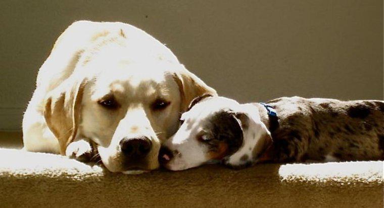 Care este temperamentul unui amestec de dachshund-lab?