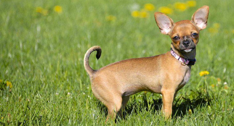 Care este comportamentul normal al unei Chihuahua?