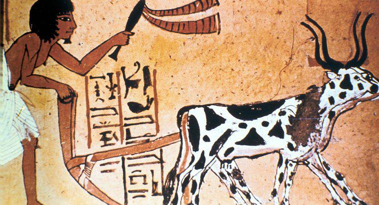 Ce culturi au crescut Egiptenii vechi?