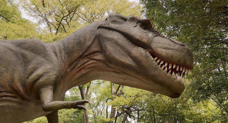 Care este cea mai apropiată relativă a Tyrannosaurus Rex?