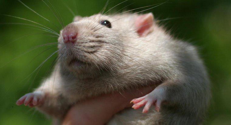Cât de inteligente sunt șobolanii?
