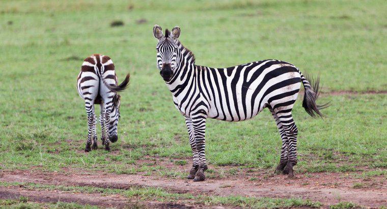 Care este perioada de gestație a unei zebre?