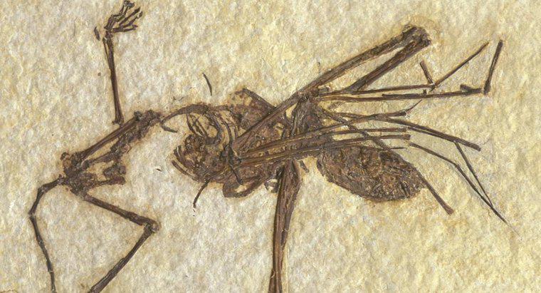 Ce fel de animale sunt cele mai probabil să fie fosilizate?