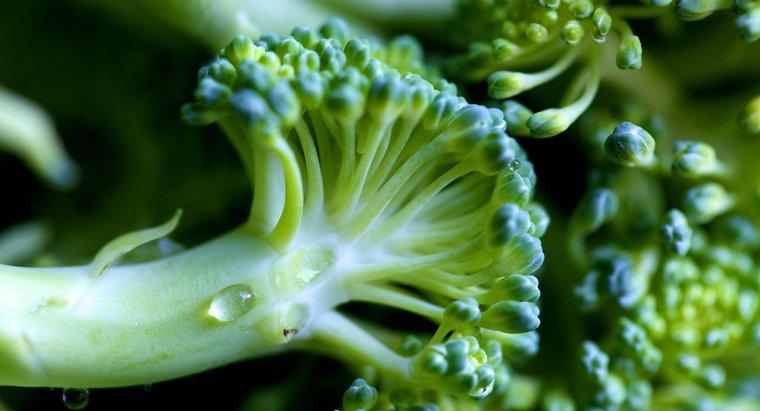 Cum stii daca Broccoli a rau prost?