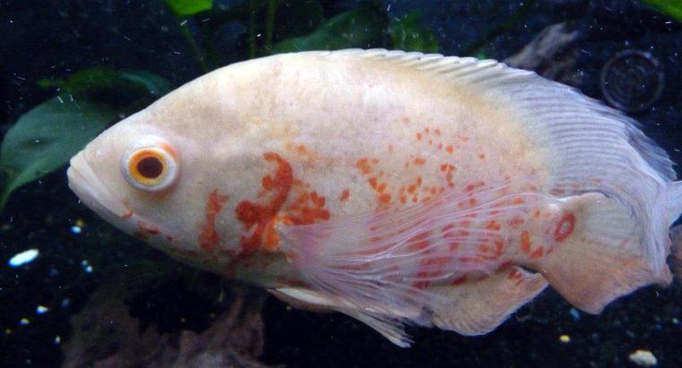 Cât de mare crește un pește Albino Oscar?