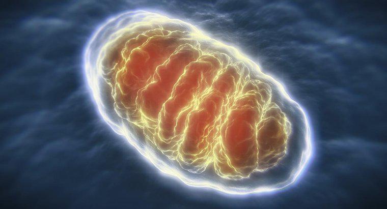 Cine a descoperit mitocondria?