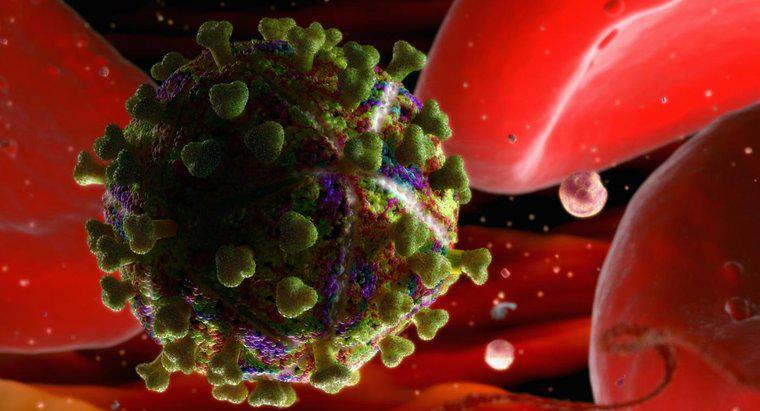 Cât timp poate supraviețui HIV în afara corpului uman?