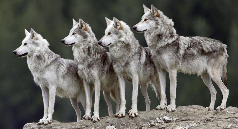 Ce este numit un grup de lupi?