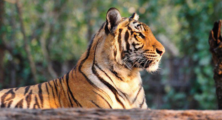 De ce sunt tigrii o specie pe cale de dispariție?