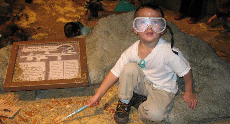 Ce face paleontologul?