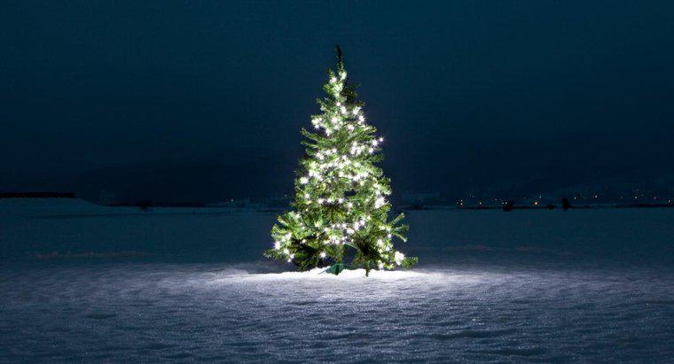 Ce simbolizează pomul de Crăciun?