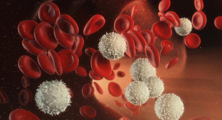 Ce cauzează un număr scăzut de celule albe din sânge?