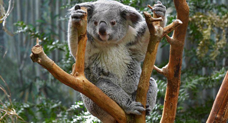 Do Koalas au o coada?