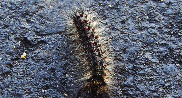 Care sunt unele rase de Caterpillar gasite in Arizona?
