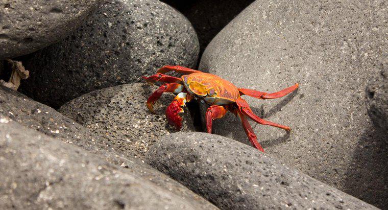 Cum se protejează crabi?