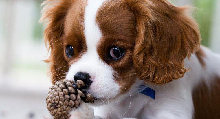 Conurile de pin sunt toxice pentru câini?