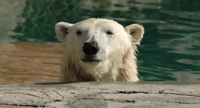 Cum se adapteaza ursii polari la habitatele lor?