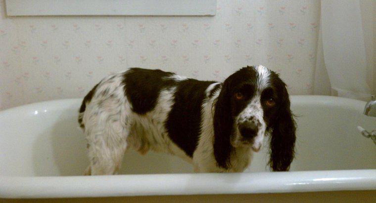 Puteți folosi șamponul uman pe câini?